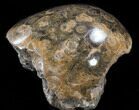Thick Polished Fossil Coral Head - Morocco #35368-1